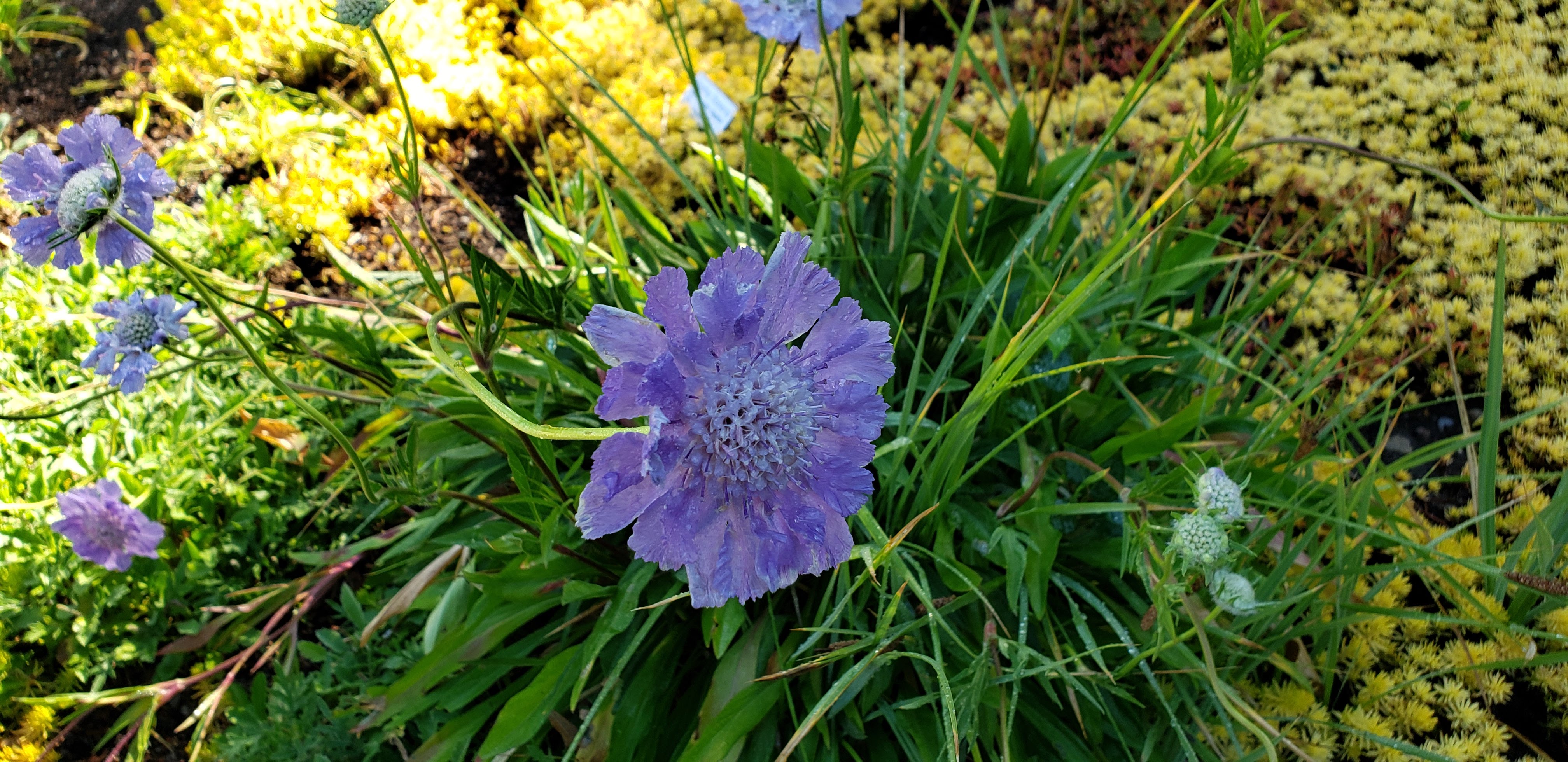 pretty purple flower