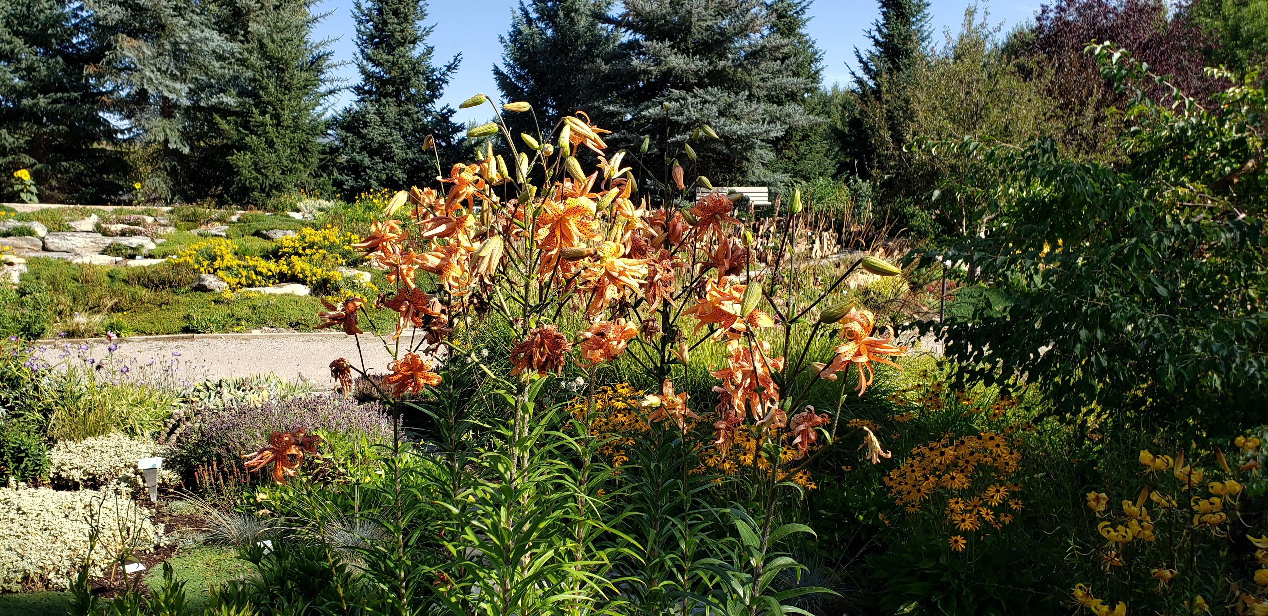 Lilies at Botanic Garden